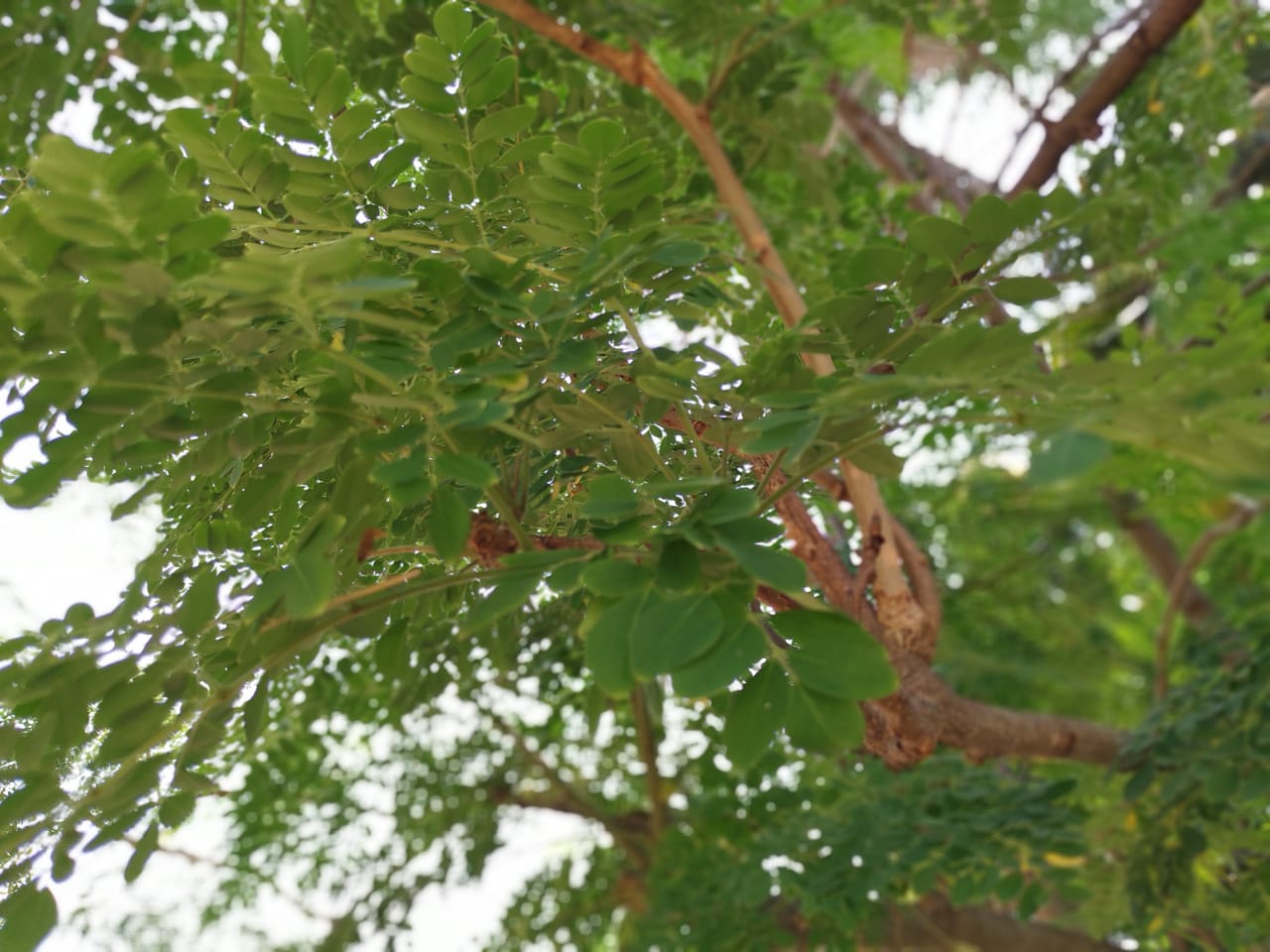 Organic Murungai Leaves